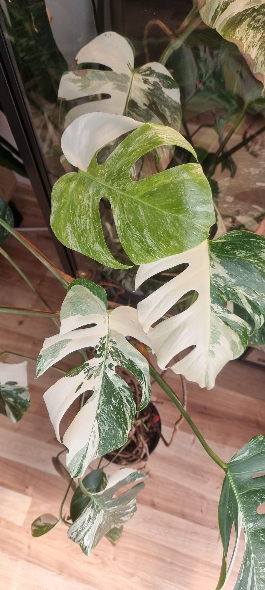 Monstera Variegata