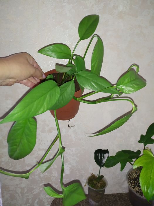 Ароидные (филодендрон, эпипремнумы)