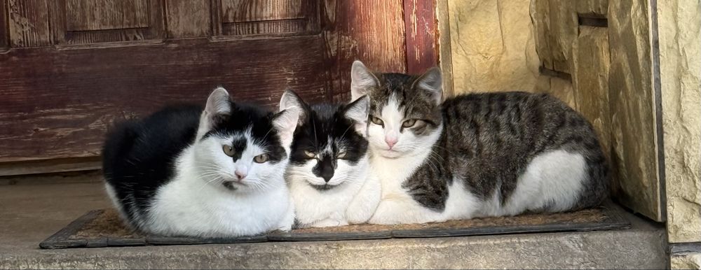 oddam kociaki w dobre ręce!