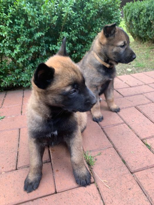 Елітні цуценята малінуа