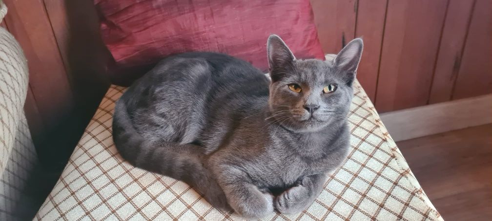 Gatinhos para adoção responsável