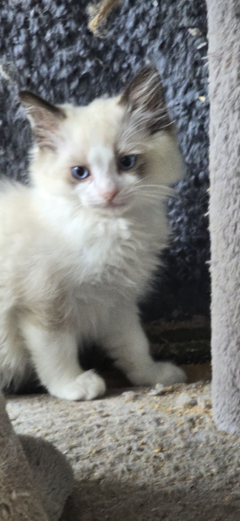 Ragdoll kotka 3 msc