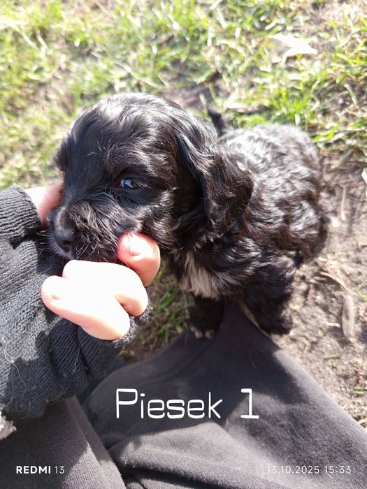 Oddam szczeniaki rasy Cocker spaniel