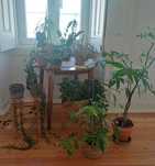todas as plantas + vasos