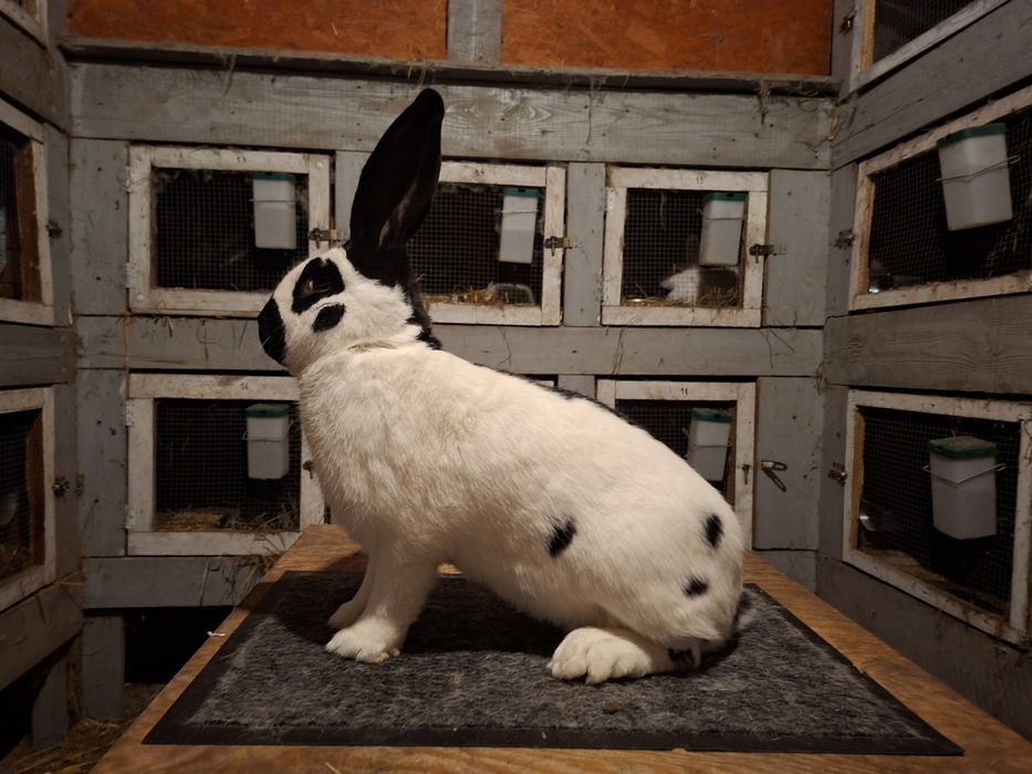 Olbrzym srokacz czarny rodowód