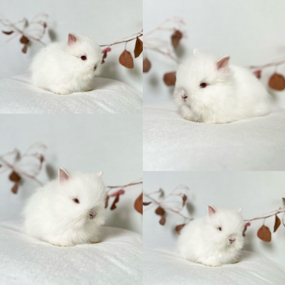 Króliczki ras: Karzełek Niderlandzki, Karzełek Teddy, Mini lop