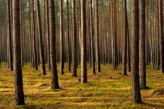 Sprzedam 0,51 ha lasu sosnowego nad rzeką Pilica, wieś Bieliny.