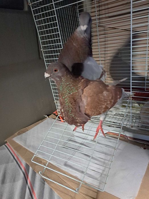 Pombo buchon jiennense valenciana