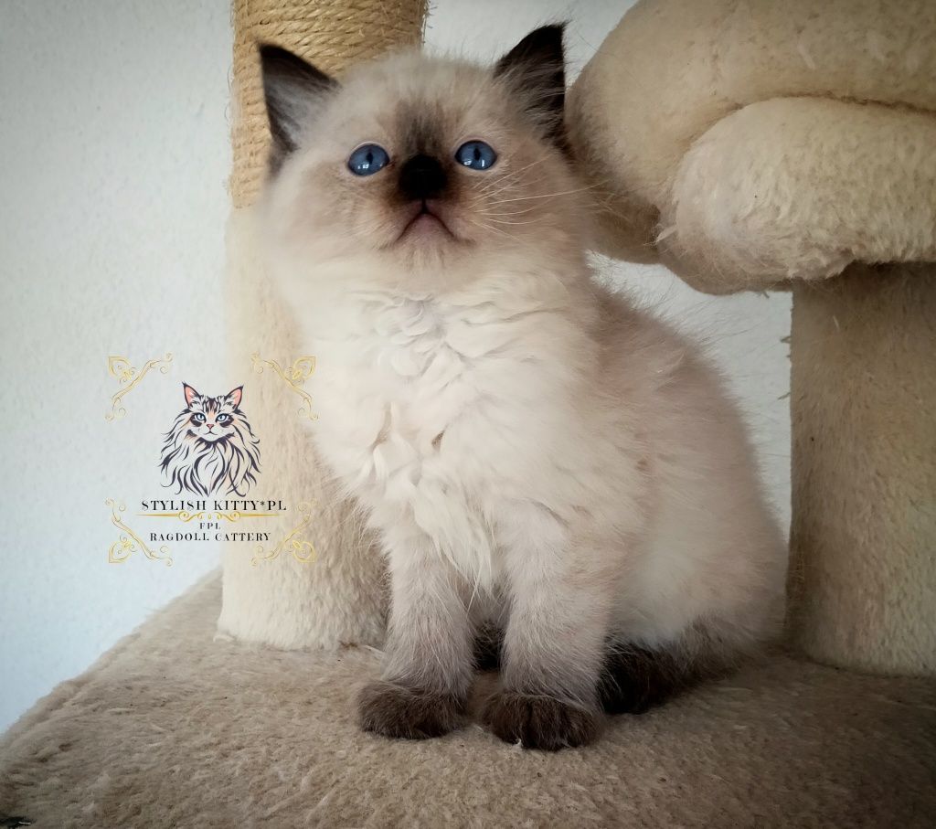 Ragdoll FPL kotka/badania genetyczne/kotka hodowlana