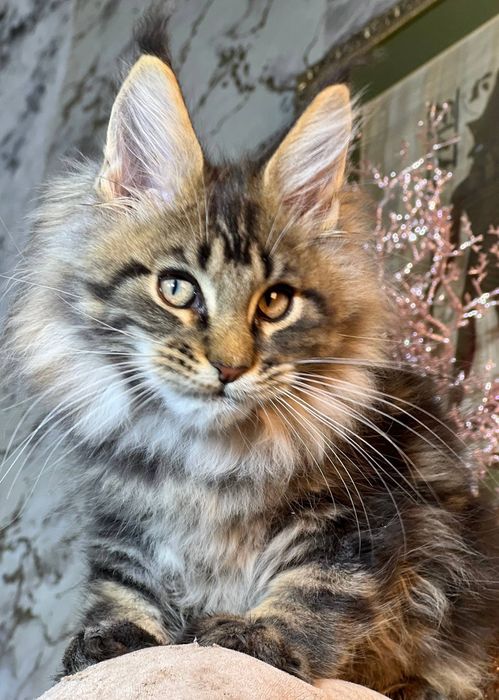 Мейн Кун хлопчик 3 місяці