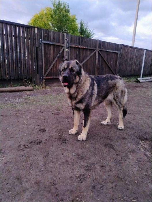 Шукаю кобеля для вʼязки