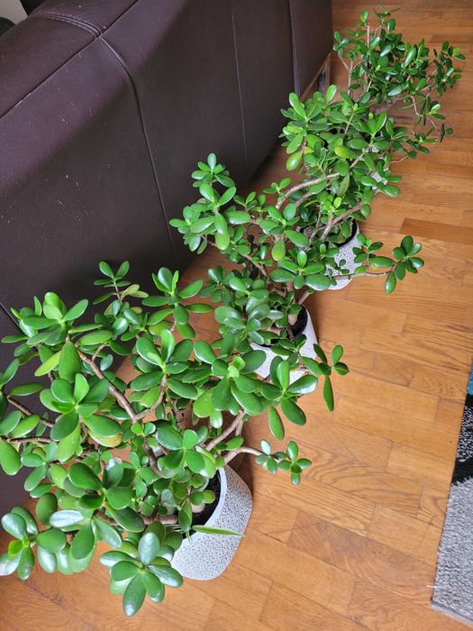 Kwiat doniczkowy drzewko szczęścia 45-50 cm,doniczka produkcyjna
