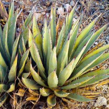 Agave x gracilipes -26 °C mrozoodporna sadzonka Agawa UNIKAT +GRATIS