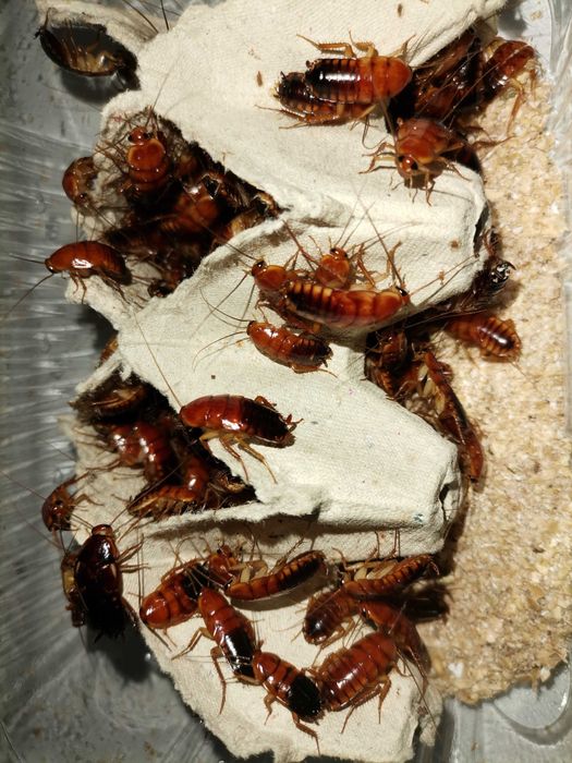 Karaczny Tureckie Karmówka duże Imago i subimago 1,5cm-2cm