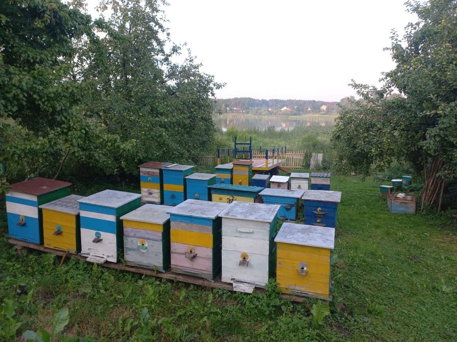 Продам доглянуту діючу пасіку.