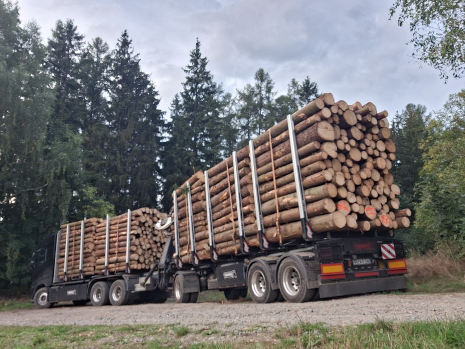 Skup drewna Tartacznego lasu wycinka