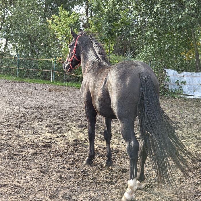 Kary ogier śląski urodziwy