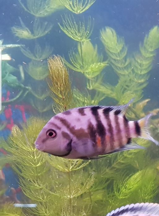 Pielęgnica zebra samce i samice