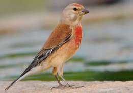 Carpodacos Mexicanos 2024/2025(outras aves)