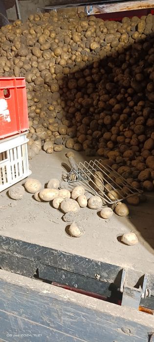 Sprzedam ziemniak jadalne BRYZA bez nawozów sztucznych