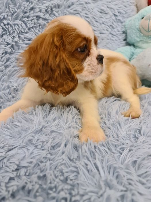 Cavalier piesek z czteropokoleniowym rodowodem