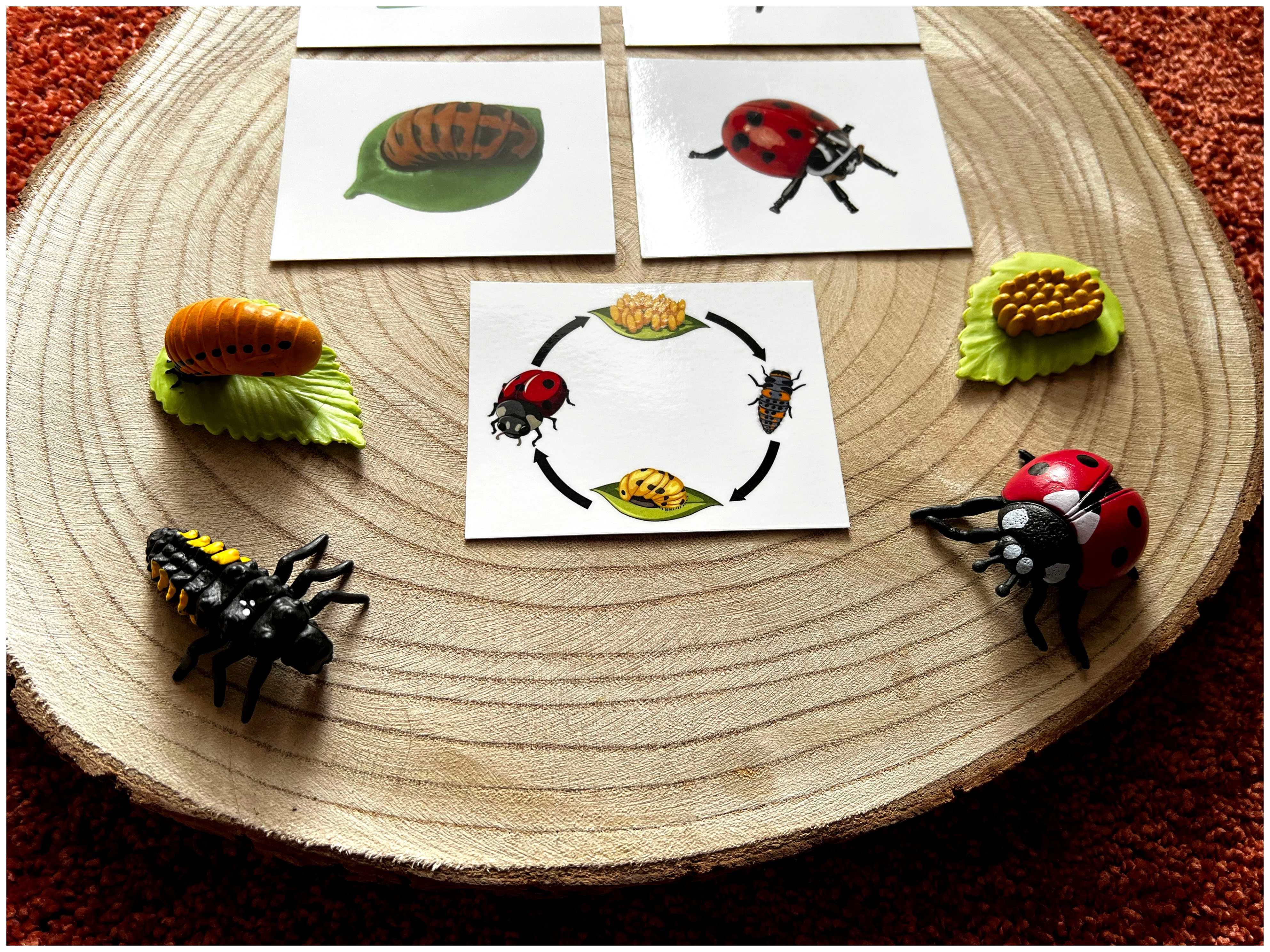 Ciclo de Vida - Joaninha - Montessori
