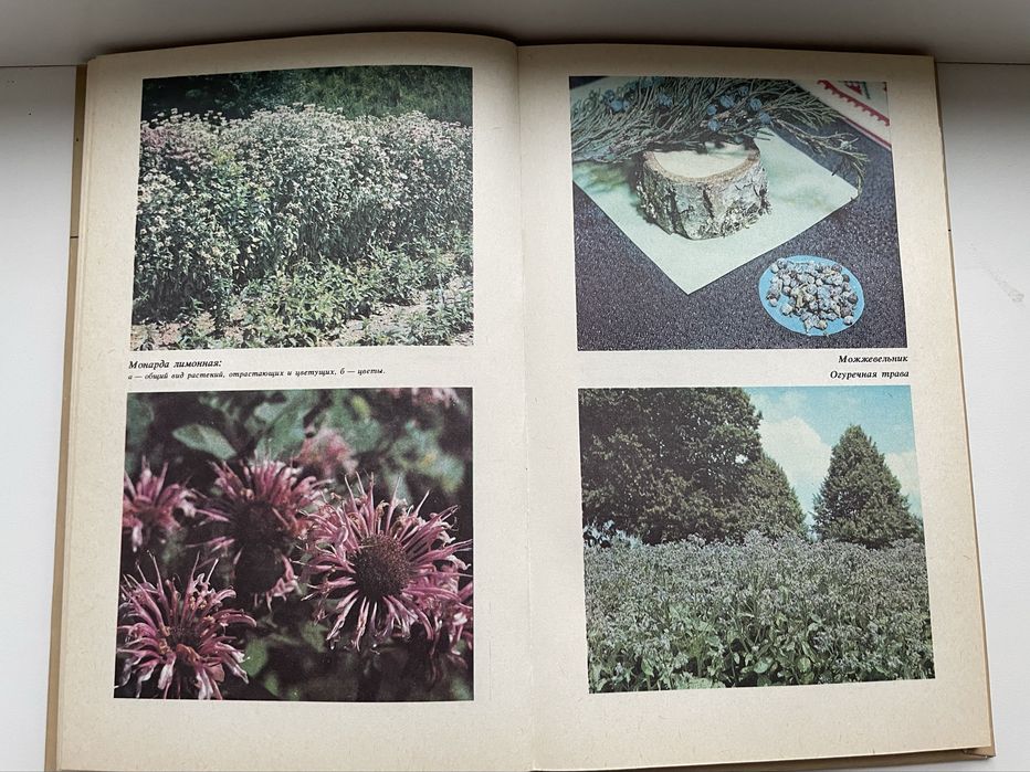 новая книга пряности