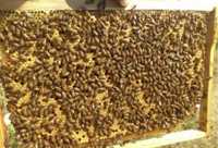 Бджолопакети Карніка(Або цілі сімʼї)