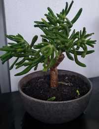 Suculenta bonsai