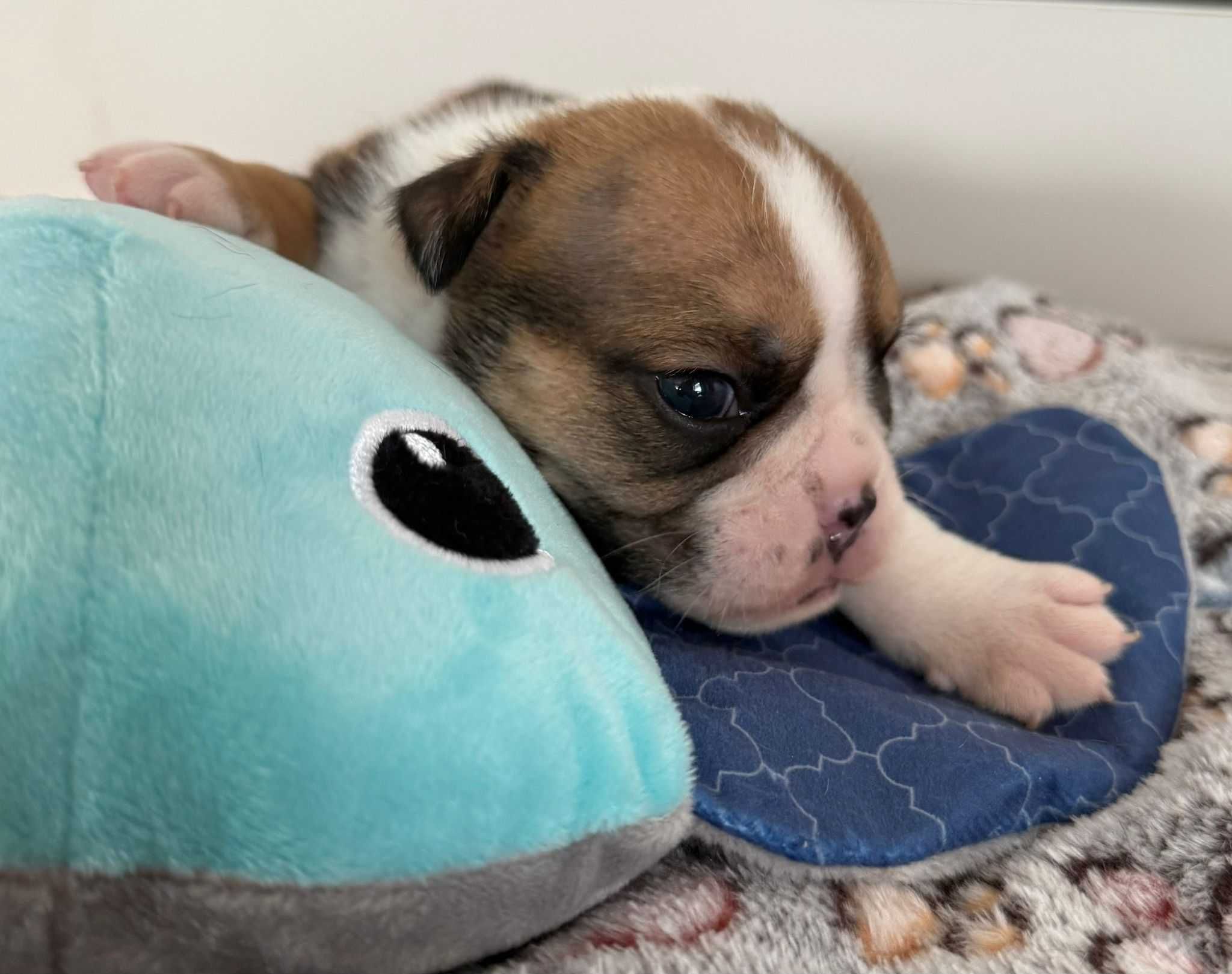 Buldog angielski piesek