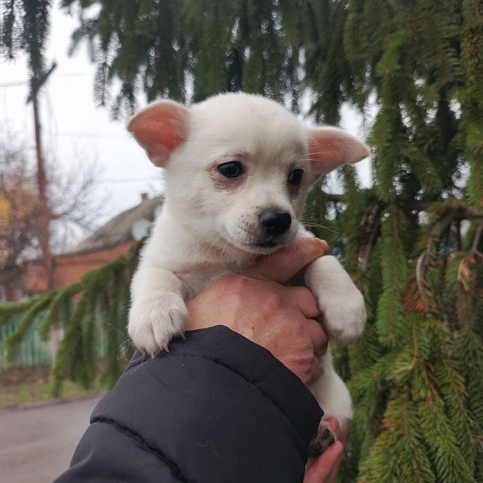 Девочка, чихуахуа + шпиц