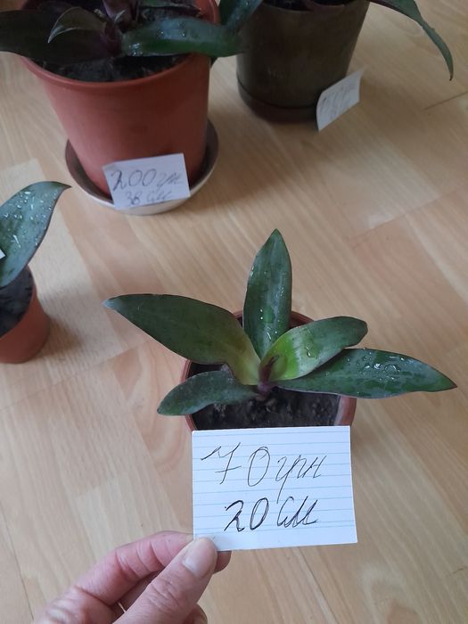 Продам вазони рео( традесканція покривальчата)