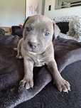 Staffordshire Bull Terrier blue