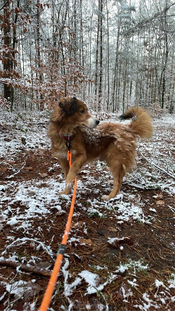 Rezolutny, 15 kg Wyjec szuka domu. Adopcja