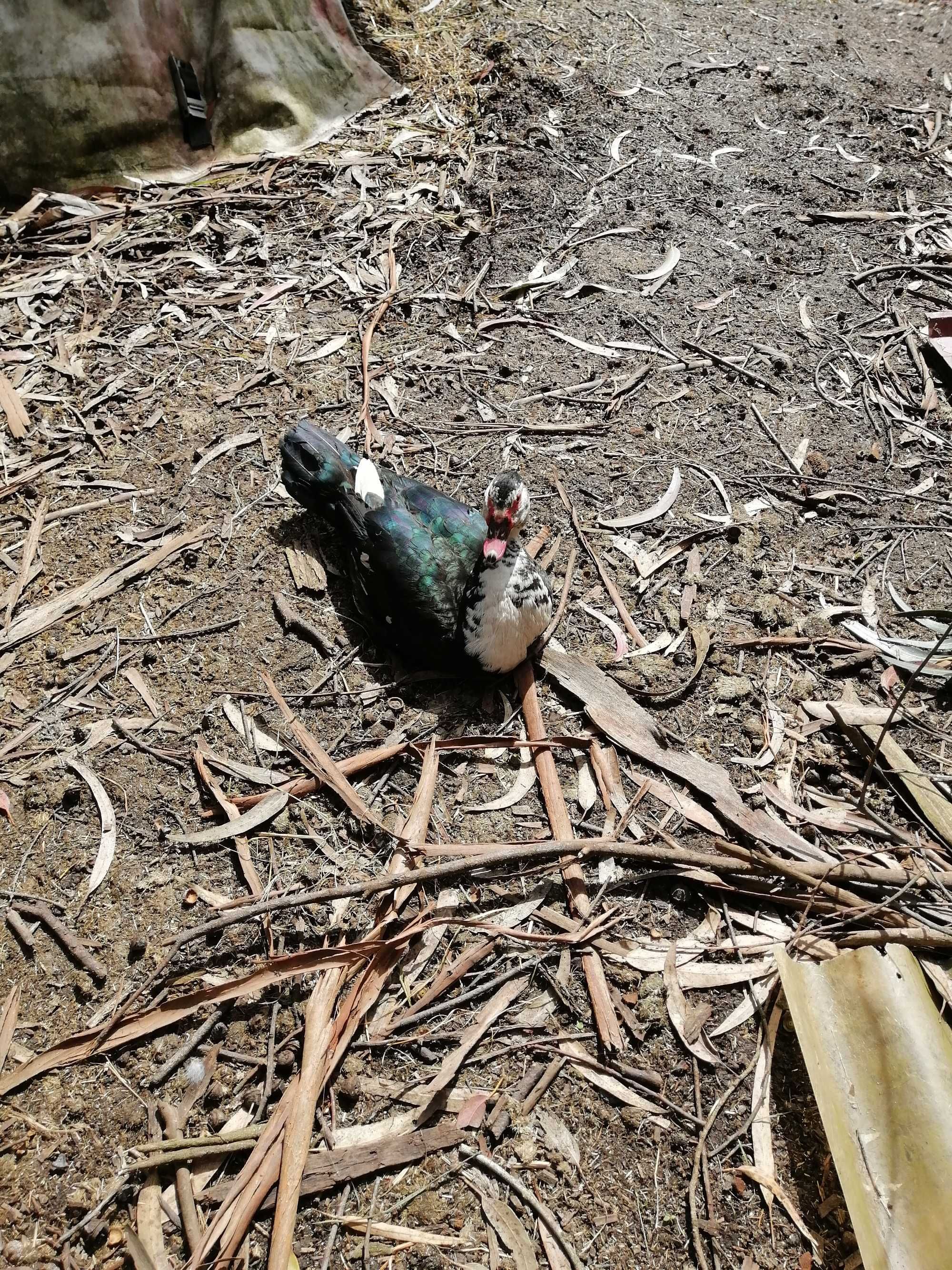 Patos mudos caseiros