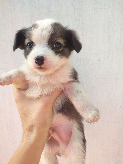 Віддам щянята цуценята маленькі песики