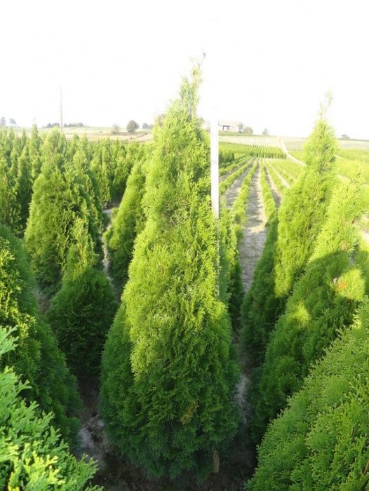Tuja tuje Szmaragd, krzewy ozdobne