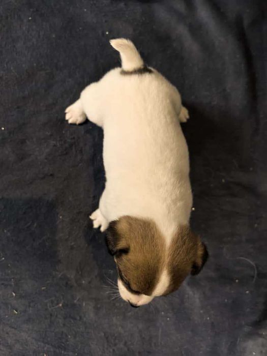 Jack Russell Terrier
