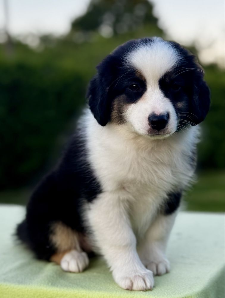 Amerykański owczarek miniaturowy- MAS - Mini Aussie- suczka FCI