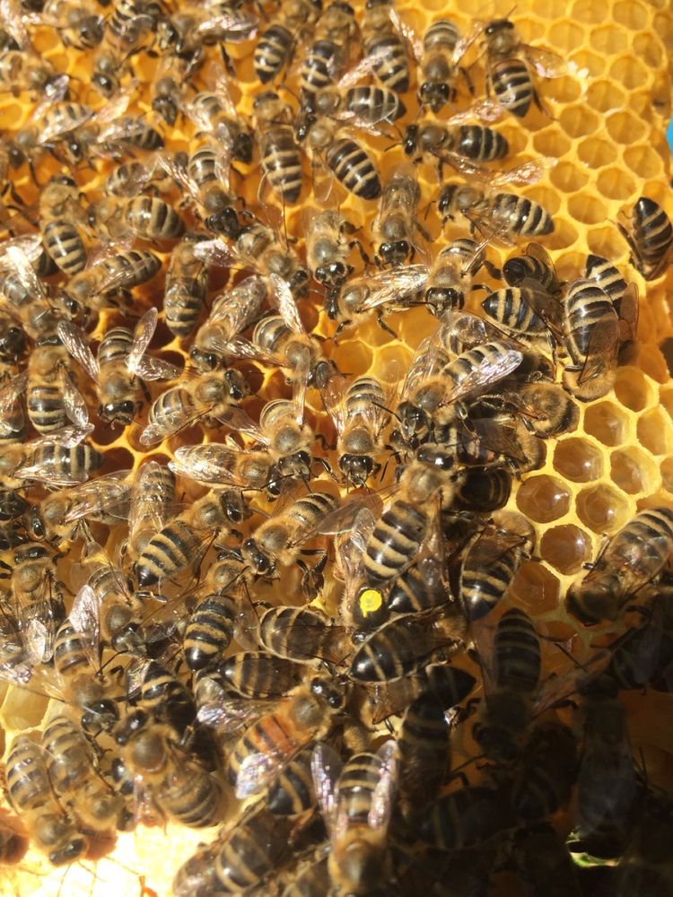 Бджоломатки бакфаст