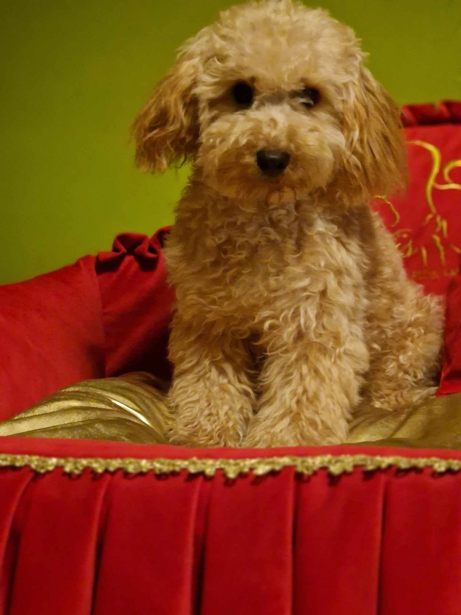 Pudel toy piesek