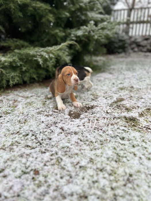 Szczeniak Beagle ( dziewczynka)