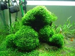subwassertang roślina akwariowa