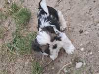 Panowie rasy shih tzu