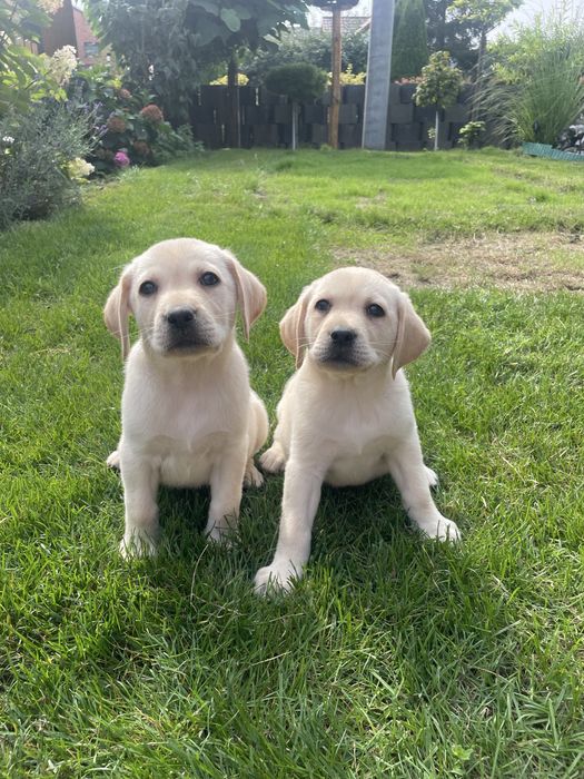 Labrador retriver biszkopt  do odbioru !!