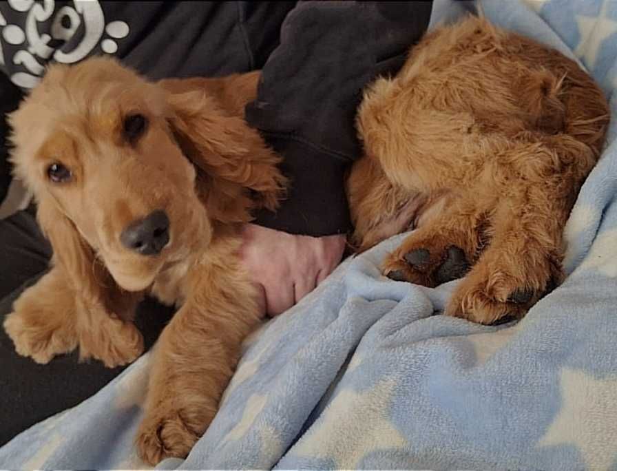 Cocker spaniel angielski