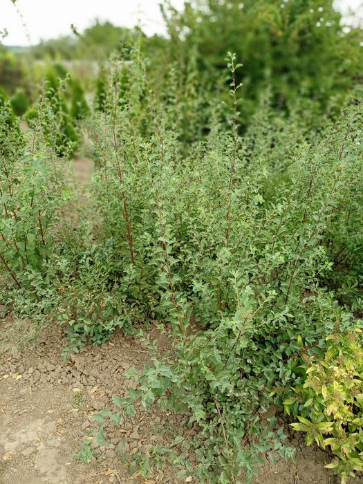 Спирея Вангута кустарник лиственный