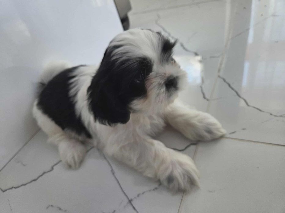 Uroczy piesek Shih-tzu