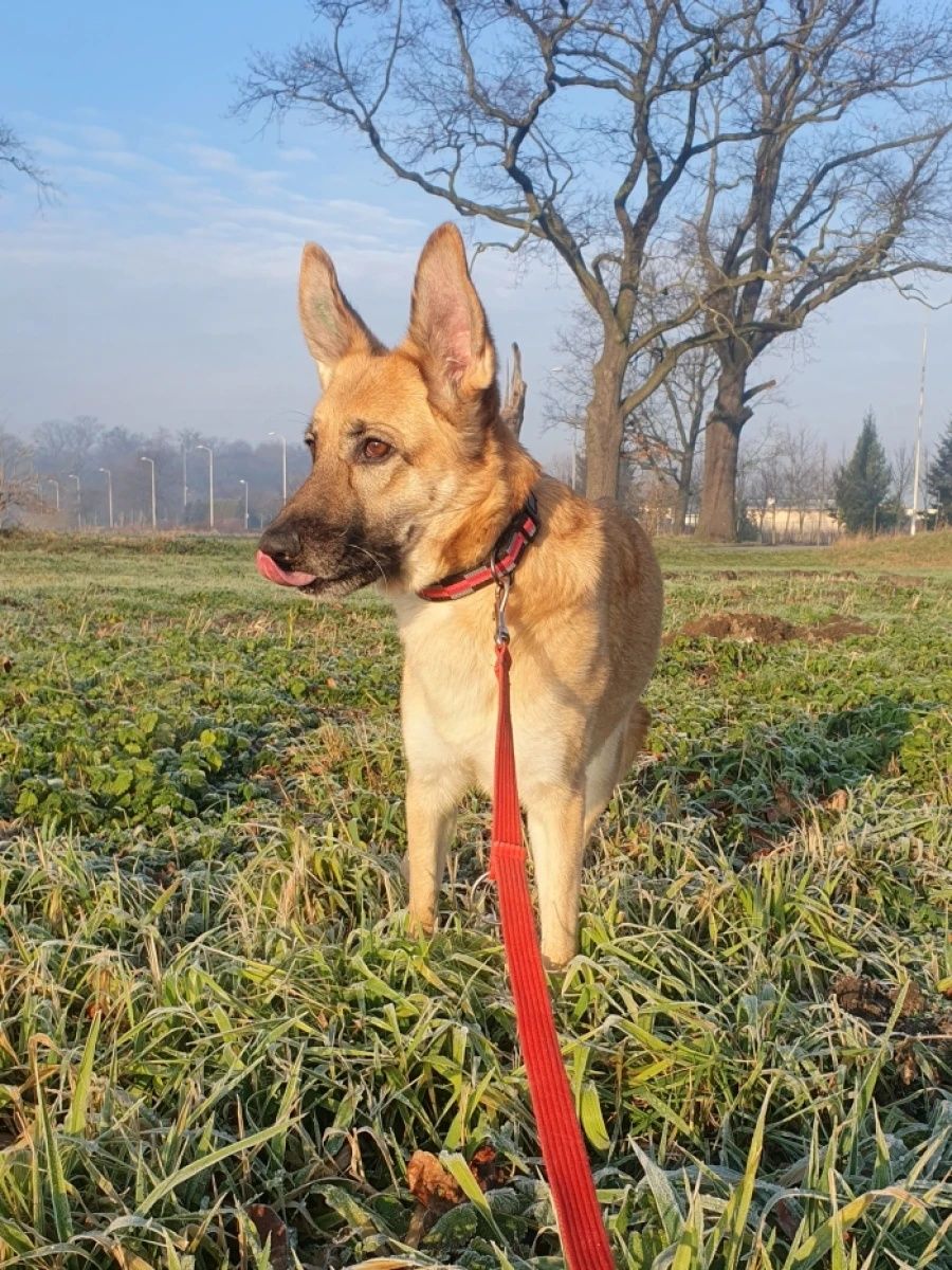 Joni do świadomej adopcji