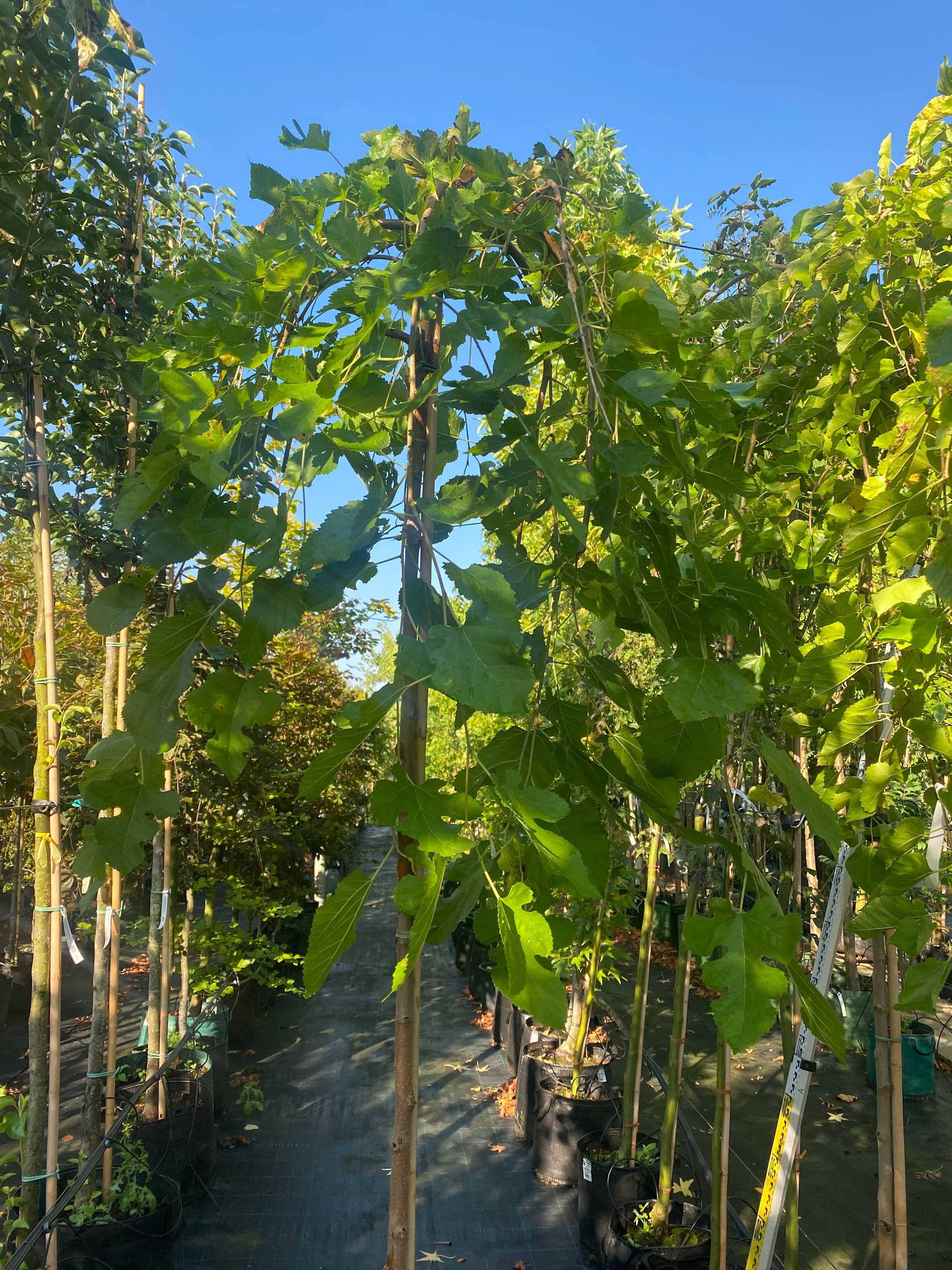 Morwa biała PENDULA Pa180